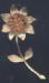 Ledo Pin: Vintage Ledo Brooch, Ledo Jewelry, Vintage Ledo