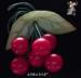 Bakelite Cherry Brooch: Vintage Bakelite Cherries Pin Brooch
