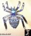 Spider Pin:  Blue & AB Blue Rhinestone Spider PIn