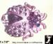 Bug Pin: Pink Rhinestone Bug Pin, Pink Purple Bug Pin