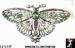 Butterfly Pin: Art Deco Style Butterfly Pin Green Rhinestone