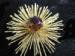 Signed Sarah Coventry Book Piece Golden Mum Brooch / Pin
