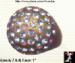 Plastic Ring: Gold Plastic Aurora Borealis Rhinestone Ring
