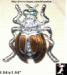 Beetle Pin: Rhinestone Bug or Beetle Pin, Bug Jewelry Pins
