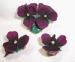 Beautiful Deep Purple Violet Set - Austria