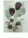 Vintage Silver Set Purple & Pink Rhinestones Brooch & Ears