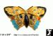 Butterfly Perfume Holder Pin: Vintage Butterfly Perfume Pin
