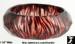 Lucite Bangle: Zebra Striped Lucite Bangle Bracelet, Lucite