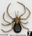Black Widow Spider Pin: Huge Black Widow Spider Brooch Pin