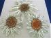 Starburst Sarah Coventry Set Brooch/Pin & Earrings