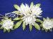Vintage Corocraft White Enamel Flower Pin & Earrings Set